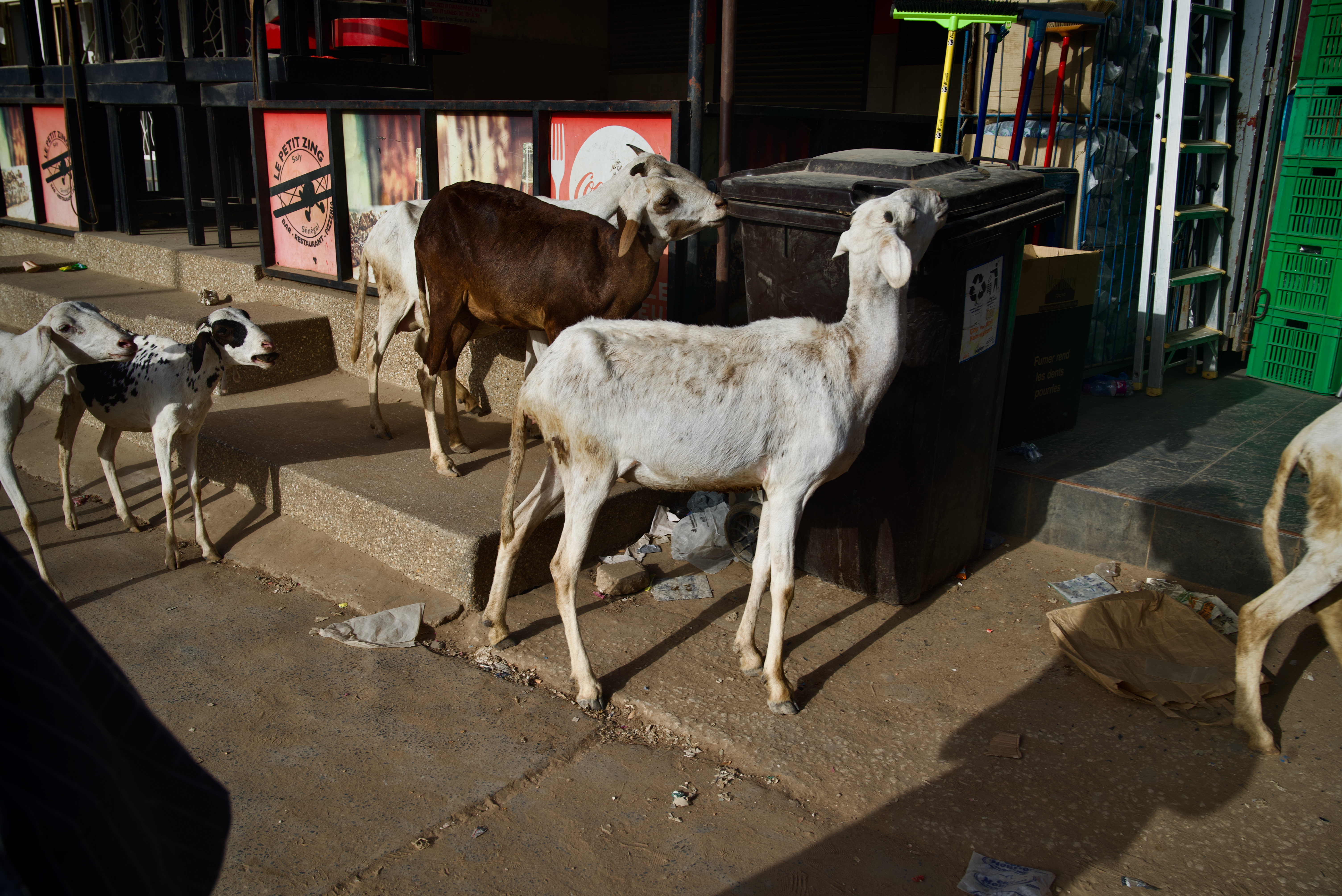 Goats – Saly, Sengal