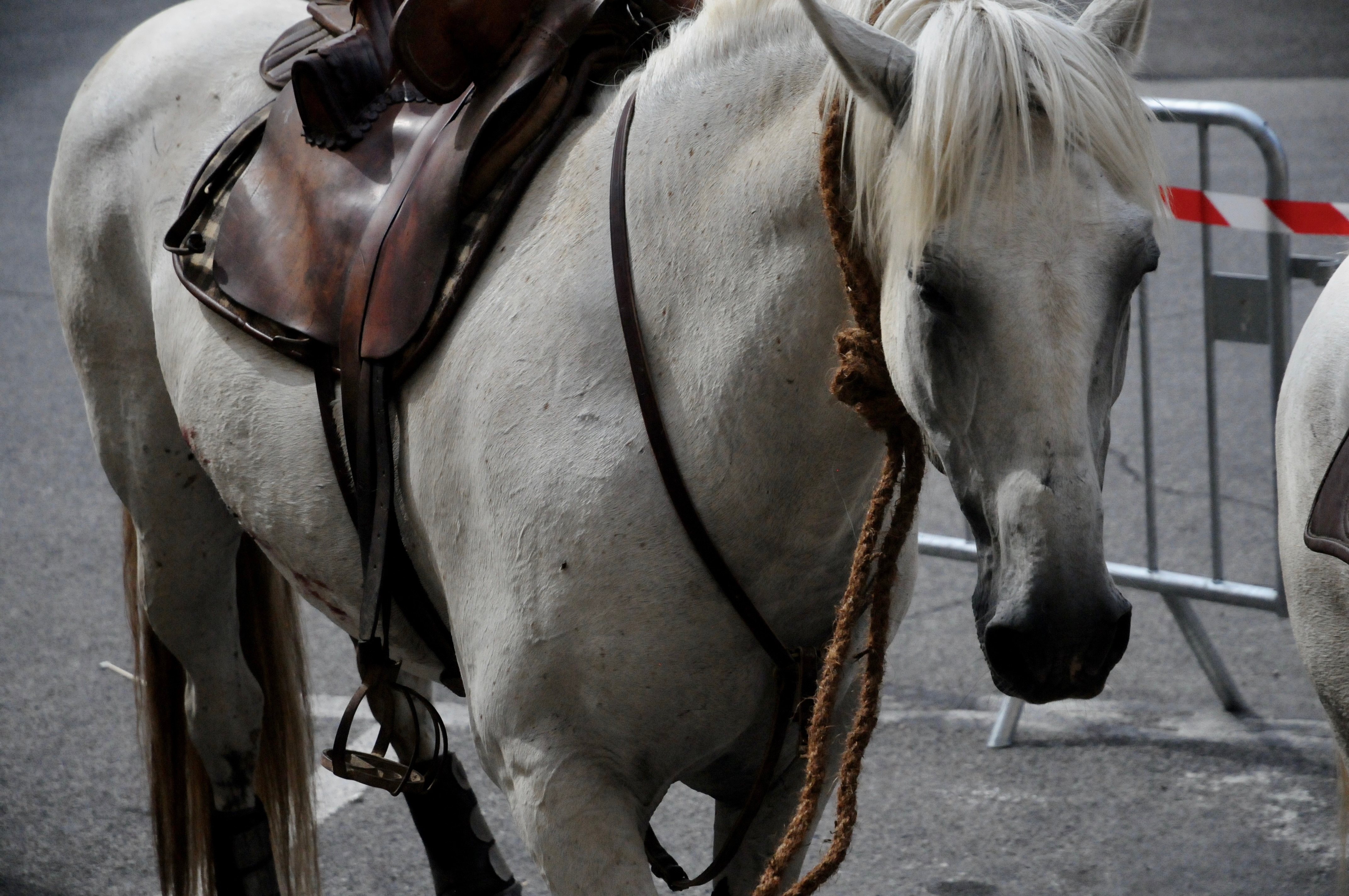 Horse – Uzes, France